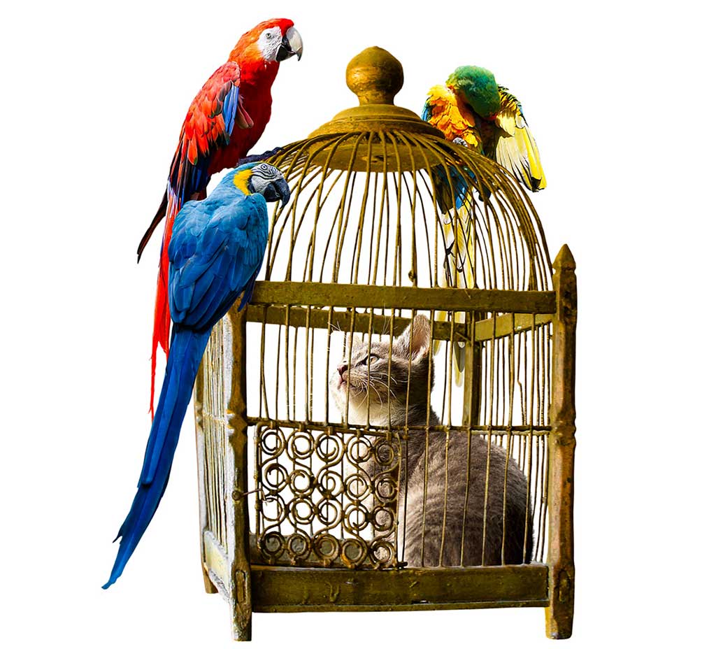 Two Birds With One Stone by Mark SaFranko