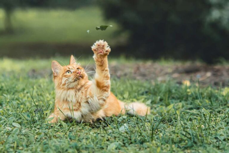 A Cat Handler’s Confession by Daniel P. Douglas
